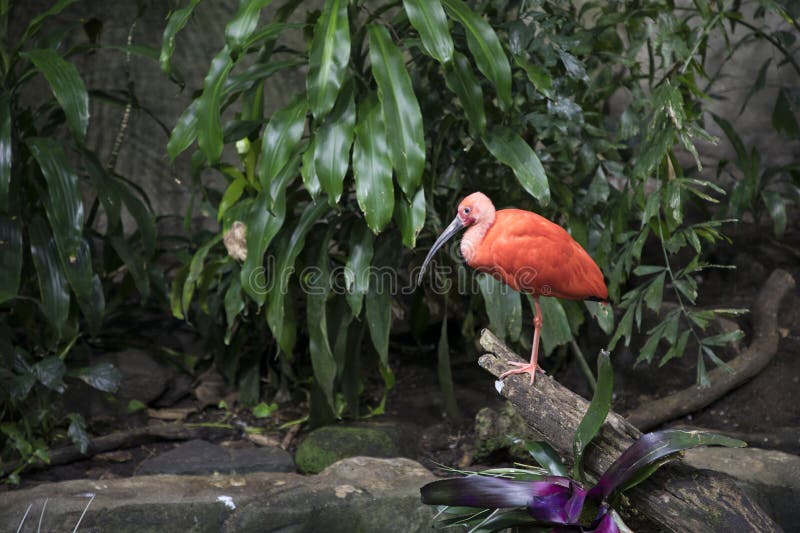 The Scarlet Ibis in the Montreal Biodome, Canada