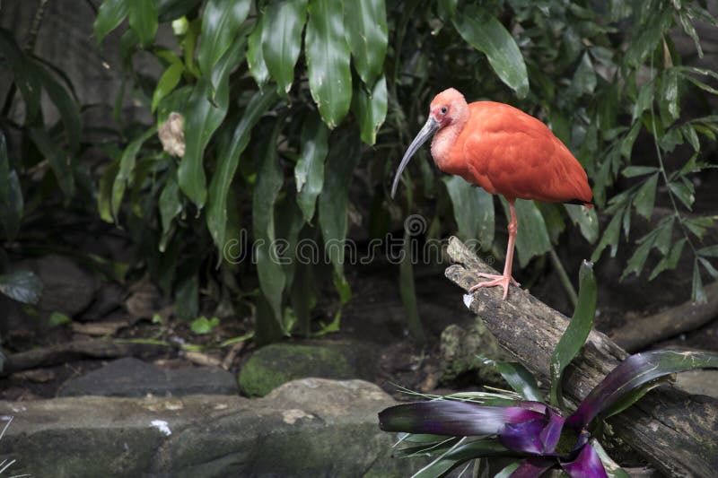 The Scarlet Ibis in the Montreal Biodome, Canada