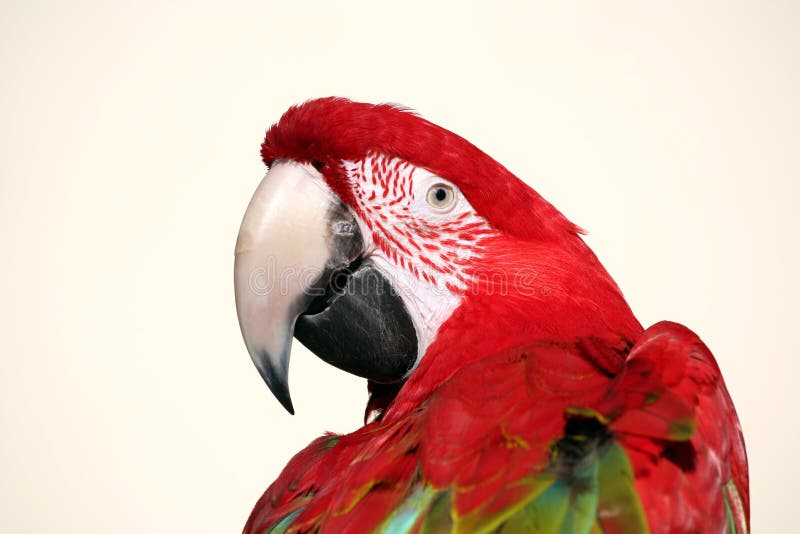Scarlet macaw beauty stock image Scarlet macaw beauty stock image