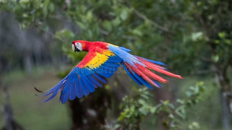 Scarlet Macaw Photos, Download The BEST Free Scarlet Macaw Stock