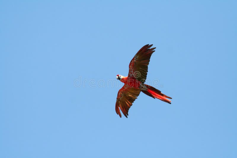 Scarlet macaw flying left