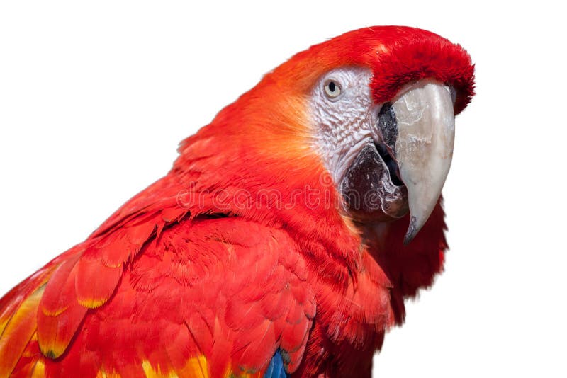 Scarlet macaw stock photography Scarlet macaw stock photography