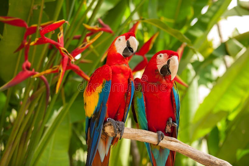 Scarlet macaw parrots