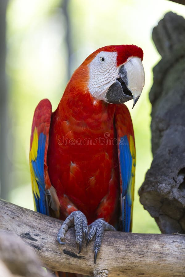 Scarlet macaw perched on a branch stock photos Scarlet macaw perched on a branch stock photos