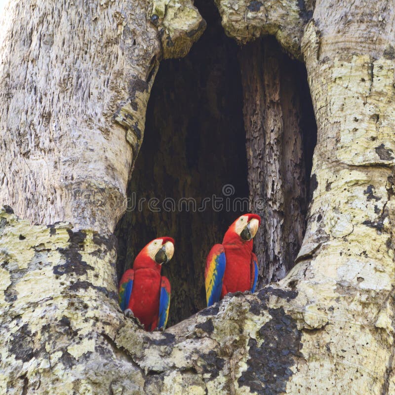 Scarlet Macaws (Square) stock photo Scarlet Macaws (Square) stock photo