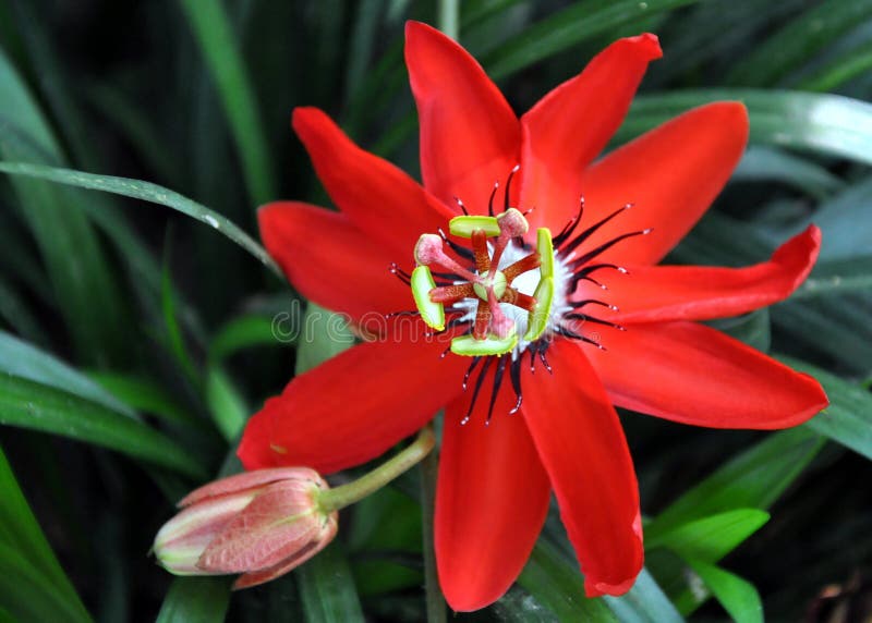 A scarlet passionflower shines in the sunshine, Tropical Botany Garden, Hainan, China.