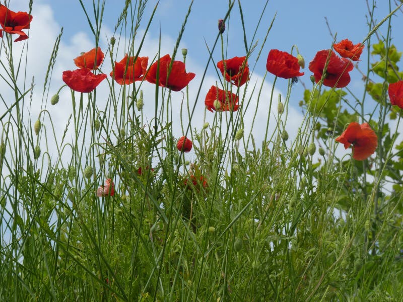 Scarlet poppies on a background of blue sky