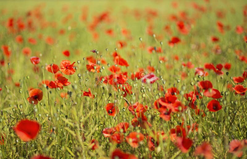 Scarlet Poppies at Sunny Day on Field Stock Photo - Image of garden ...