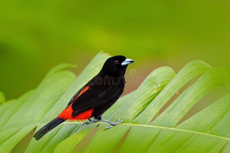 Scarlet-rumped Tanager, Ramphocelus passerinii, exotic tropic red and black song bird form Costa Rica, in the green forest nature