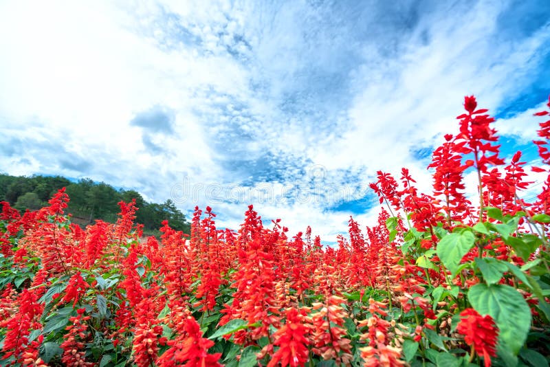 146 Sage Colored Flowers Stock Photos Free & RoyaltyFree Stock Photos from Dreamstime