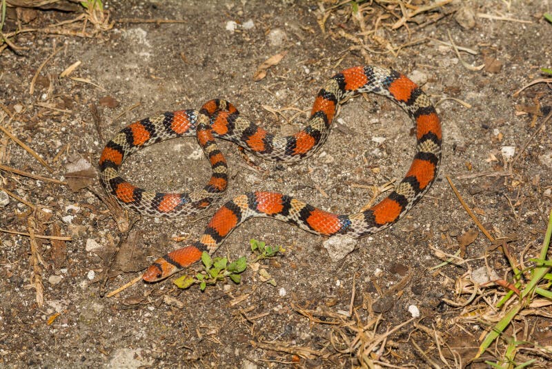 Vista de cerca de púrpura serpiente encontró en Bosque 