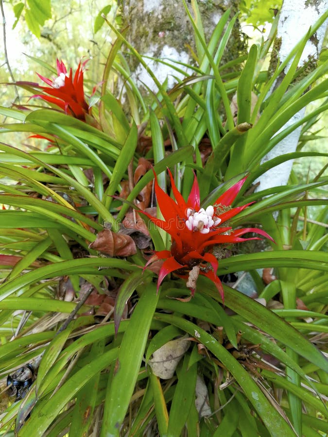 Scarlet Star 843759 stock photo. Image of flowering - 173277746