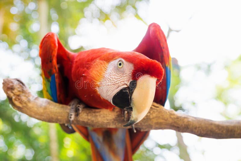 Scarlett Macaw-Vogelpapagei im Keilschwanzsittich-Berg, Copan Ruinas, Honduras, Mittelamerika lizenzfreie stockfotos Scarlett Macaw-Vogelpapagei im Keilschwanzsittich-Berg, Copan Ruinas, Honduras, Mittelamerika lizenzfreie stockfotos
