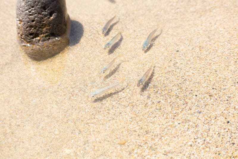 Scarpa di pesci che nuotano nell'acqua pulita trasparente immagine stock libera da diritti