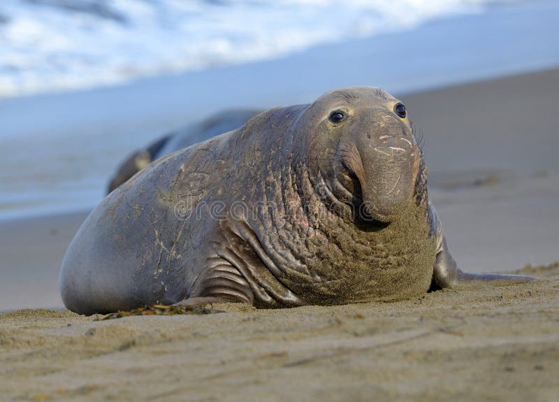 Elephant Seal, Male Adult Beachmaster, Big Sur, California Stock Image