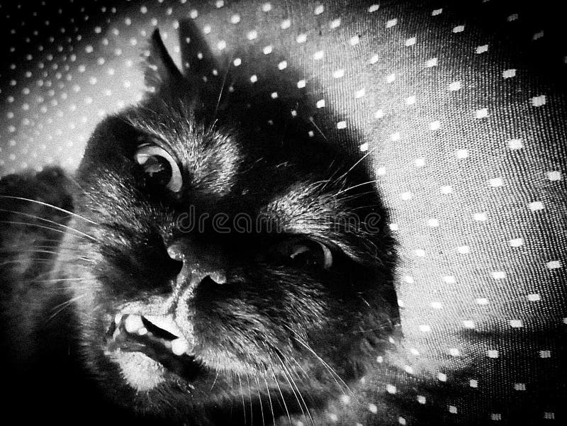 Scary black cat screaming and looking into the camera royalty free stock image