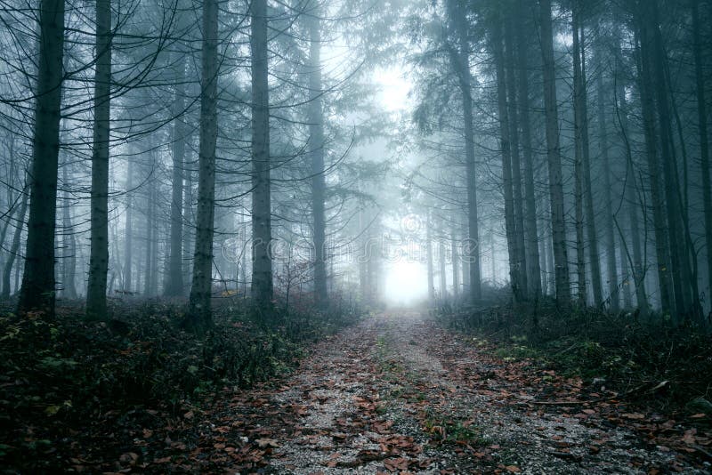 Dark Red Scary Artistic Forest Landscape Stock Photo - Image of fear ...