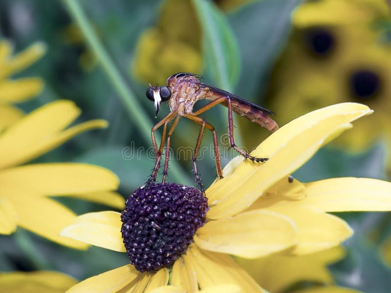 Scary Bug, Robber Fly on Rudebeckia