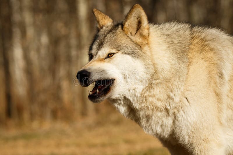 Are Czechoslovakian Wolfdogs Legal In Canada