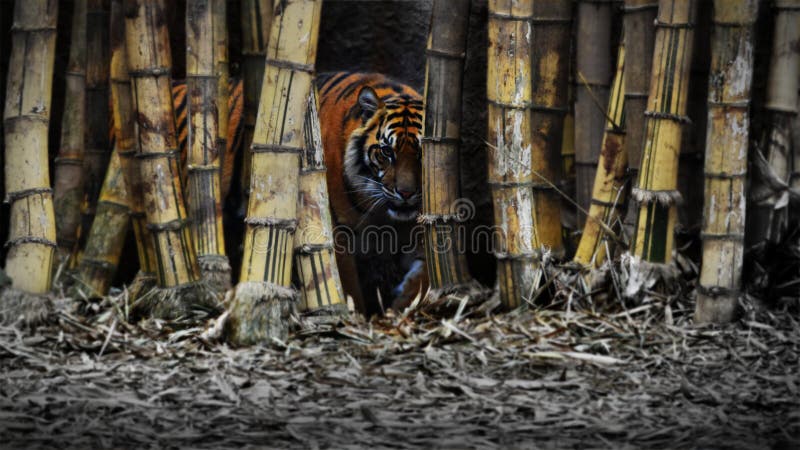 Scary Tiger Picture Background Images, HD Pictures and Wallpaper For Free  Download