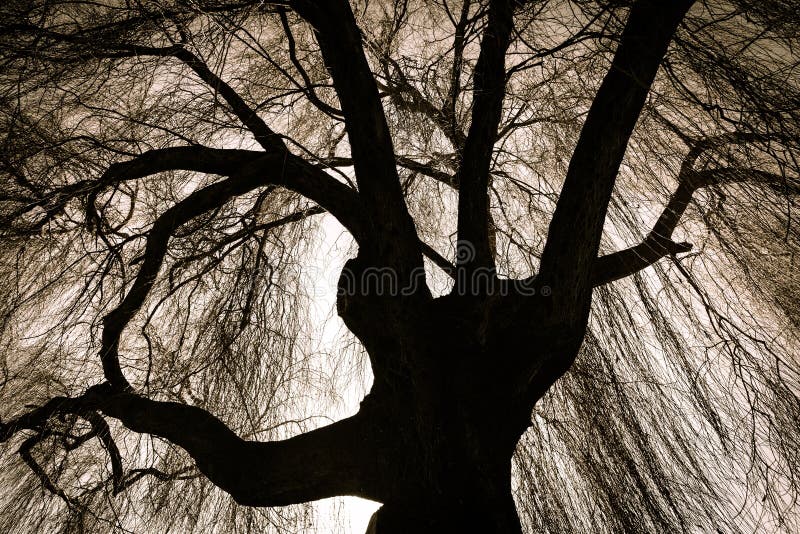 Scary Weeping Willow Tree