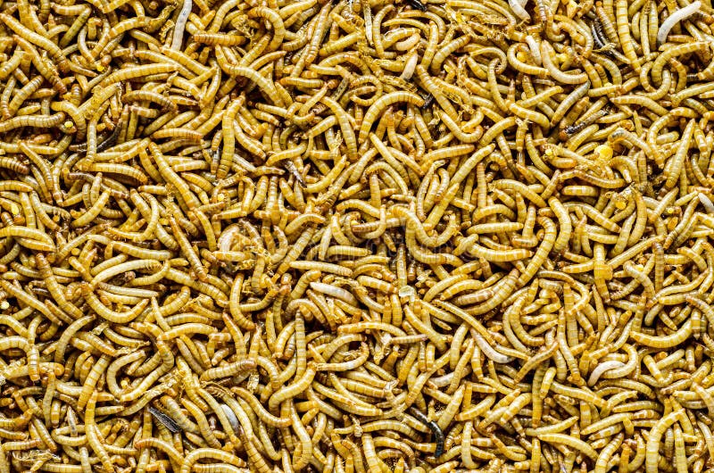 A Scatter of Mealworm Larvae Stock Image Image of meal, reptile 37780701