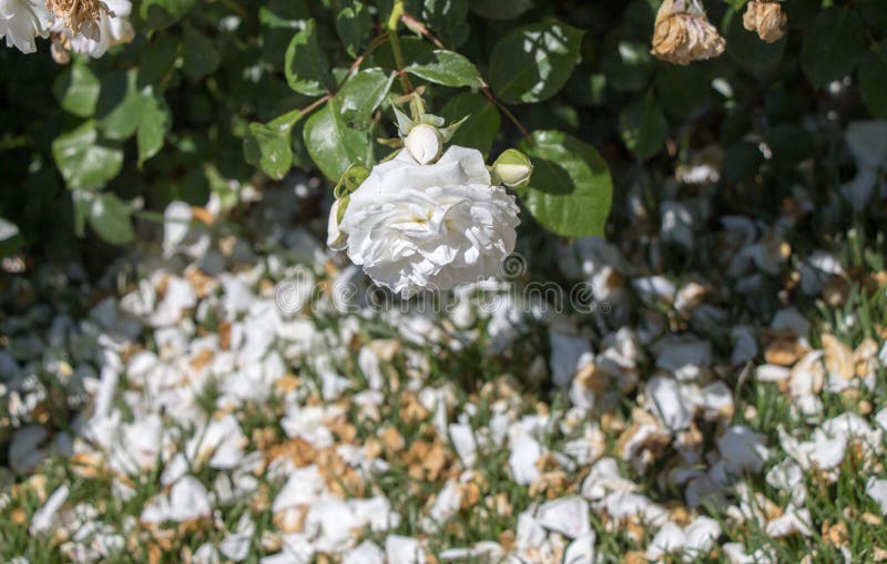Scattered Fresh Rose Petals on the Ground Stock Photo Image of leaf