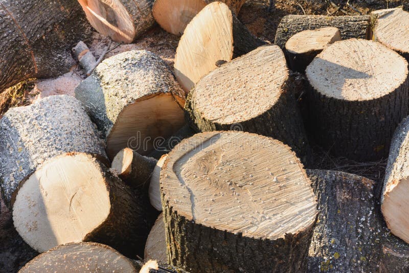 Scattered Logs are Scattered, Freshly Cut Wood is Cut on the Stump