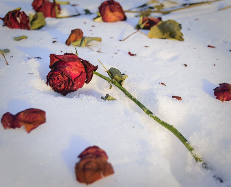 An Old Red Rose Thrown Out in the Snow. Stock Image - Image of botany ...