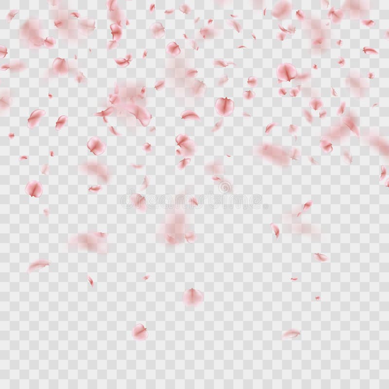 Falling pink sakura petals realistic illustration on transparent