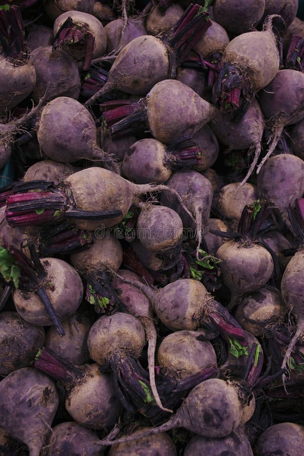 Raw purple beets stock photo. Image of depth, large, eating 15432154