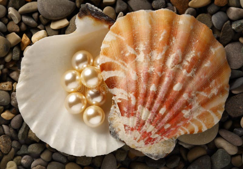 White pearls in seashell