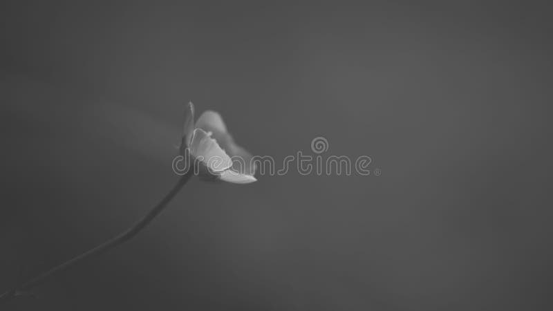 Scatto in scala di grigi di un bellissimo fiore singolo fotografie stock
