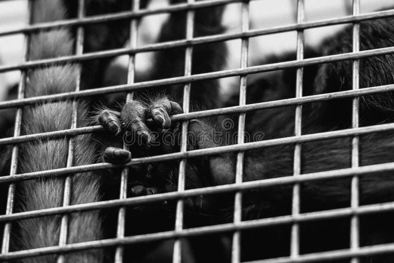 Scatto in scala di grigi di un gorilla in una gabbia immagine stock libera da diritti