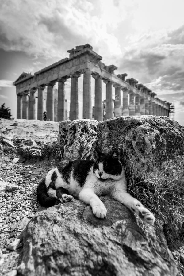 Scatto in scala di grigi verticale del tempio di Partenone in grecia di atene con un gatto seduto sulle pietre immagini stock libere da diritti