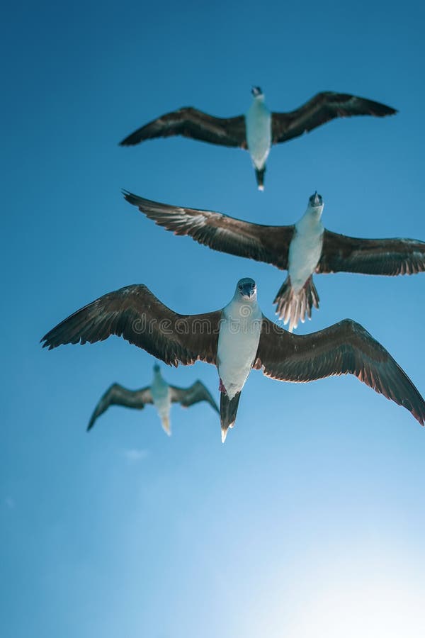 Uno scatto verticale di quattro gabbiani in volo contro un cielo azzurro vivido