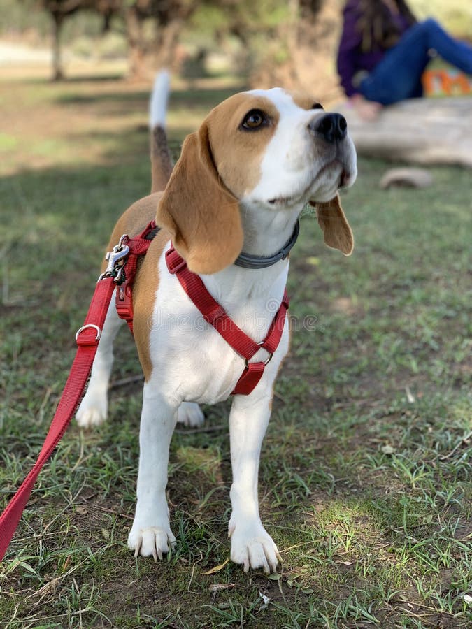 Uno scatto verticale di un cagnolino con un guinzaglio rosso sull'erba nel parco.