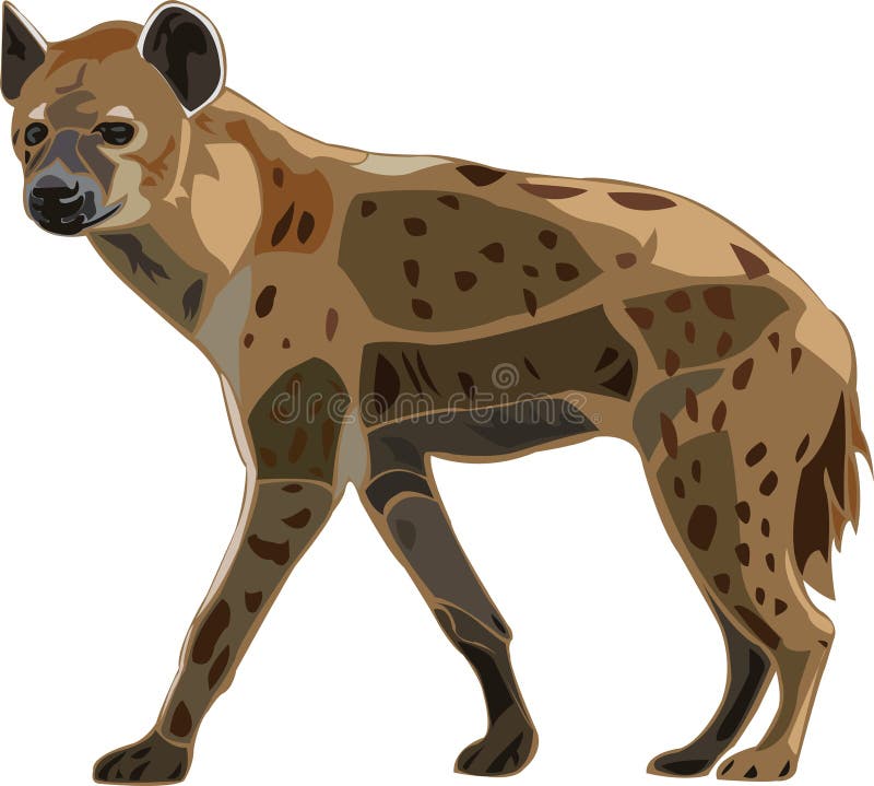 Scavenger on the African grasslands - spot hyena