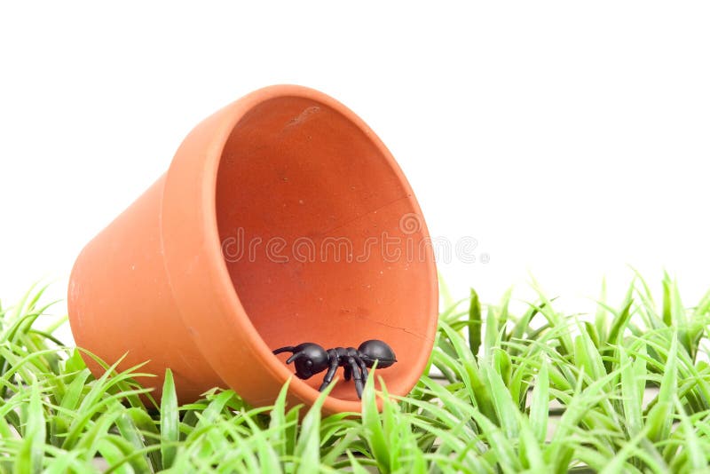 Scavenging Ant in Clay Pot