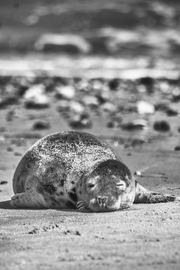 Sceau sur une plage images libres de droits Sceau sur une plage images libres de droits