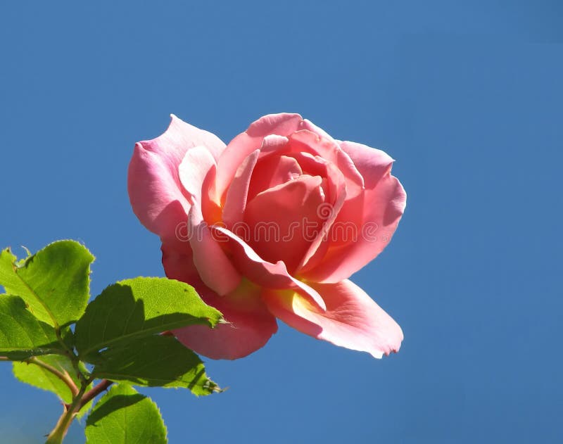 Scelga di rosa fotografia stock libera da diritti