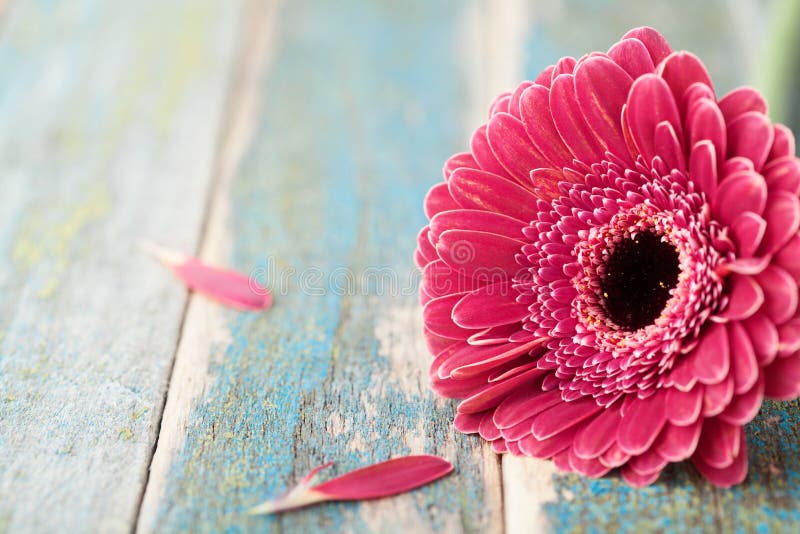 Scelga il primo piano luminoso del fiore della margherita della gerbera su fondo di legno d'annata Cartolina d'auguri il giorno d immagini stock Scelga il primo piano luminoso del fiore della margherita della gerbera su fondo di legno d'annata Cartolina d'auguri il giorno d immagini stock