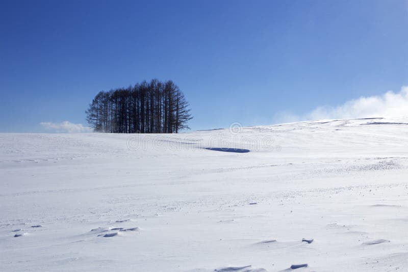 Scena della neve nel Giappone fotografia stock libera da diritti Scena della neve nel Giappone fotografia stock libera da diritti