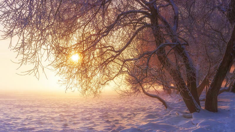 Scena di inverno in sole Natura di Snowy Paesaggio vibrante dell'inverno gelido alla luce solare rosa Fondo di Buon Natale fotografia stock libera da diritti Scena di inverno in sole Natura di Snowy Paesaggio vibrante dell'inverno gelido alla luce solare rosa Fondo di Buon Natale fotografia stock libera da diritti