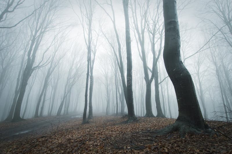 Scena strana e lugubre in una foresta con nebbia