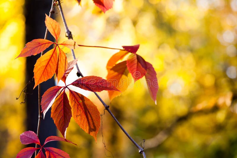 Scena variopinta di tempo di autunno Ramo di albero selvaggio rampicante dell'uva del vite del Canada della pianta con le foglie immagini stock Scena variopinta di tempo di autunno Ramo di albero selvaggio rampicante dell'uva del vite del Canada della pianta con le foglie immagini stock