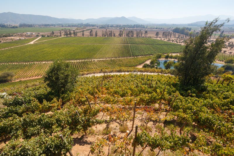 Scenariskt läge från vina indomita vineyards huvudkontor i Casablanca valley chile arkivfoton
