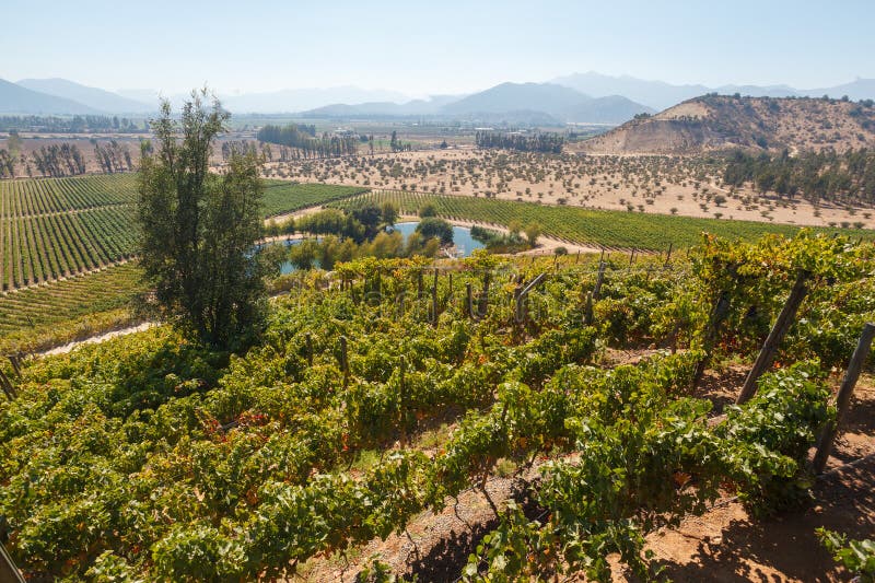 Scenariskt läge från vina indomita vineyards huvudkontor i Casablanca valley chile royaltyfria foton