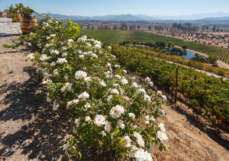 Scenariskt läge från vina indomita vineyards huvudkontor i Casablanca valley chile fotografering för bildbyråer