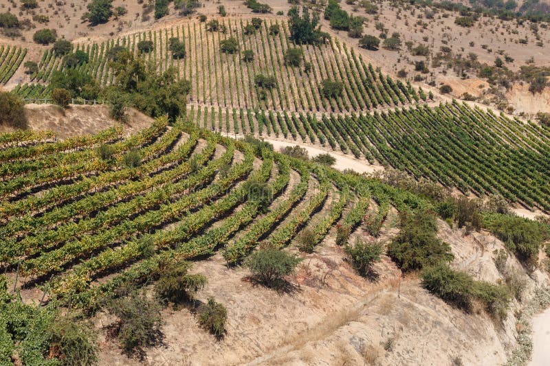 Scenariskt läge från vina indomita vineyards huvudkontor i Casablanca valley chile arkivbild